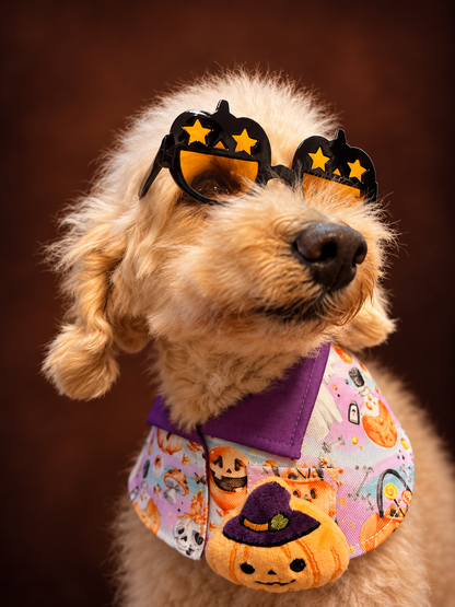 Sparkly Halloween Pumpkin Pet Scarf with Black Pumpkin Glasses