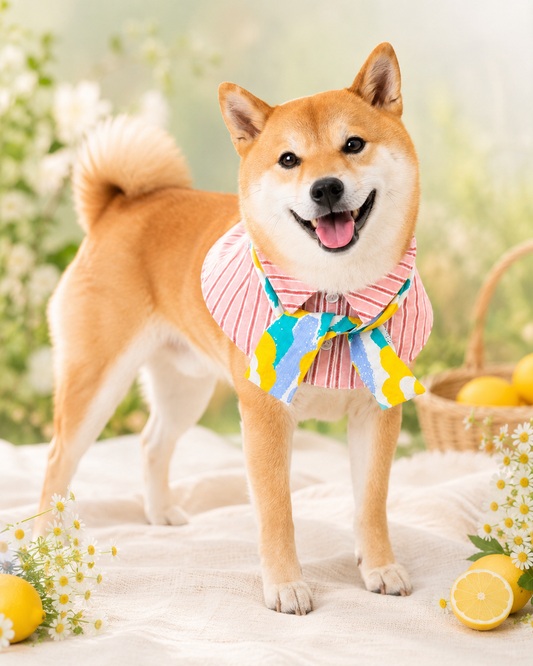 盛夏間條恤衫-男款 Sunny Stripe Shirt Collar Scarf – Boy
