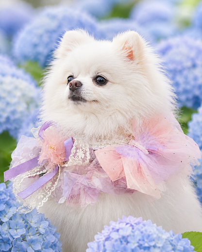 Spring Lavender Fairy Pet Scarf